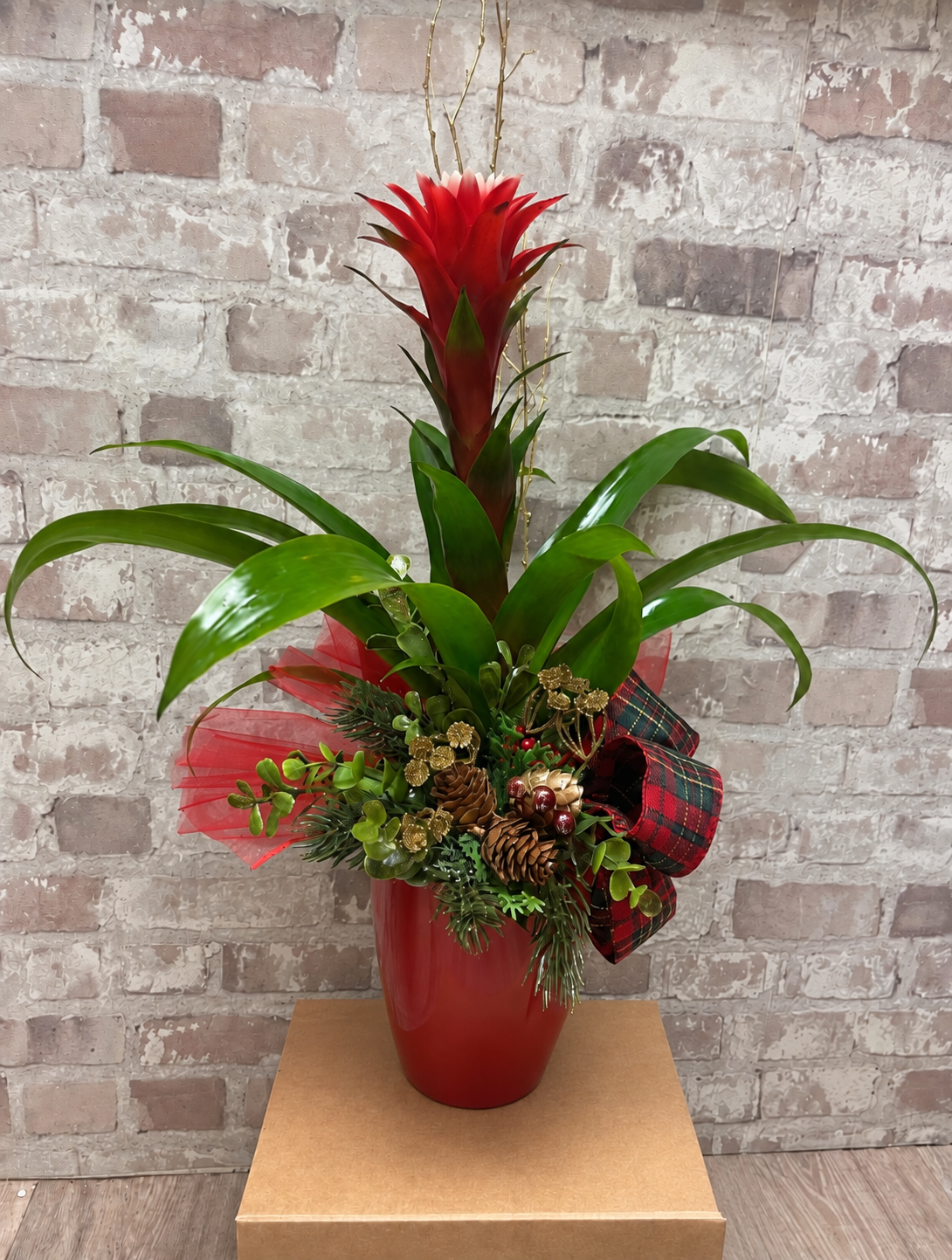 Bromelia Plant