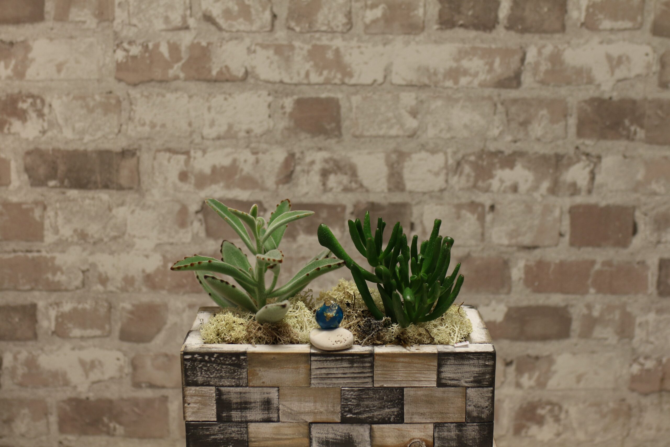 Urban Earth - Succulent Pair in Textured Brick Planter
