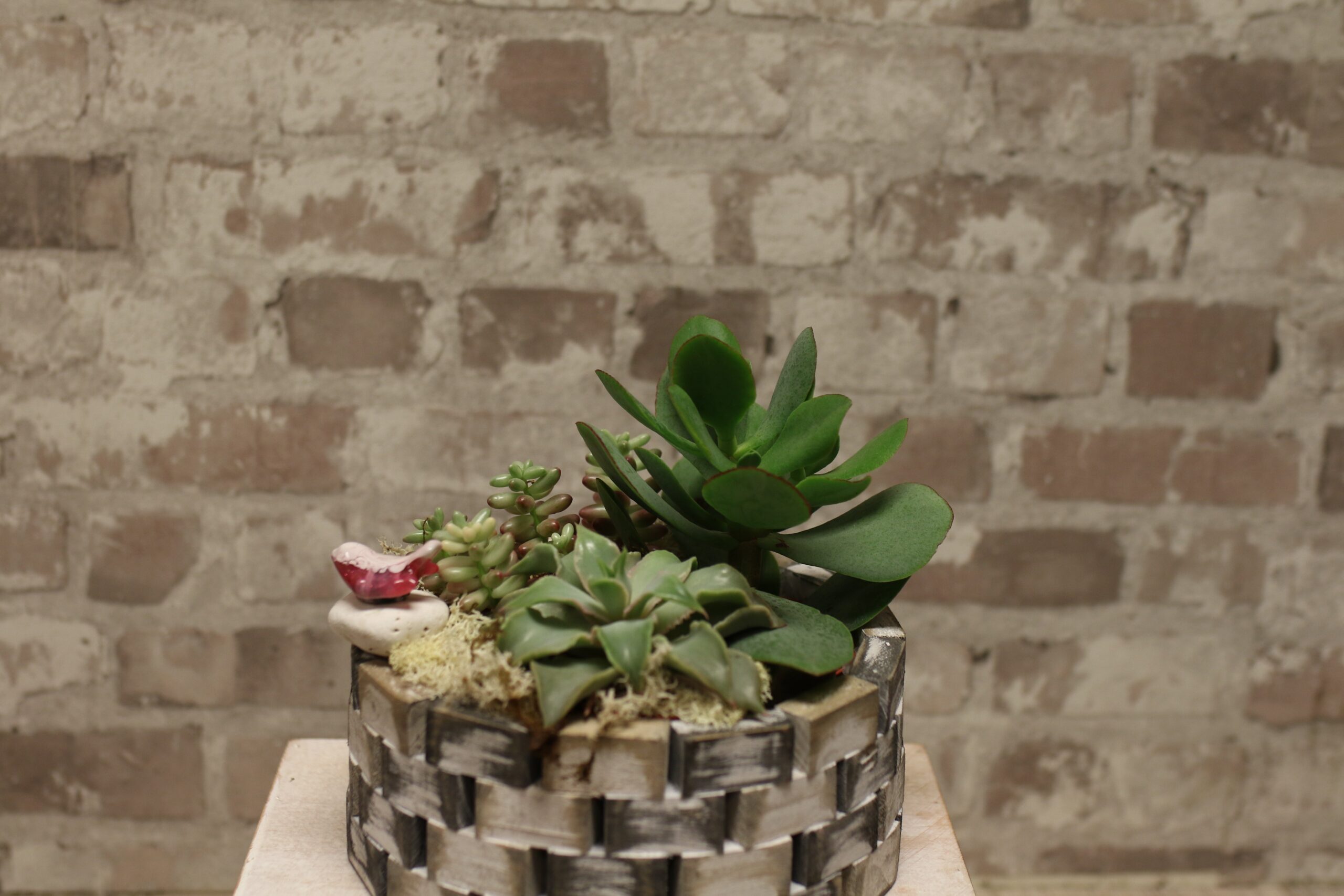 Sculpted Succulent Garden - Round Basket Planter